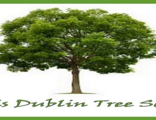 TREE DISMANTLING | TREE SERVICES COMPANY DUBLIN | ABATIS