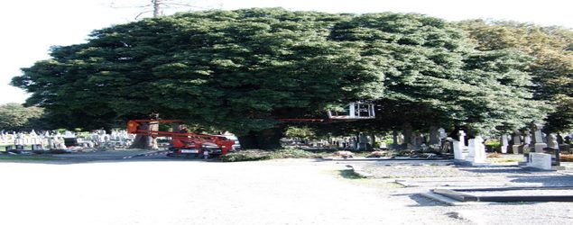Abatis Dublin tree services offer Crown thinning, Crown Reduction, Crown lifting