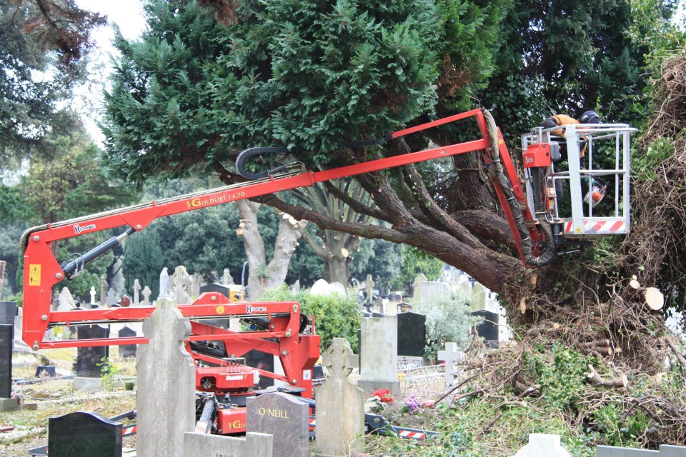 Abatis Tree Services 1